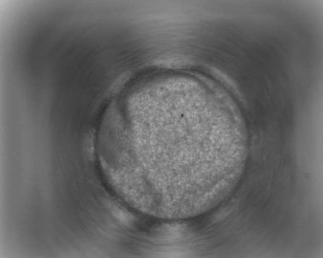 X0000066950065200604142100