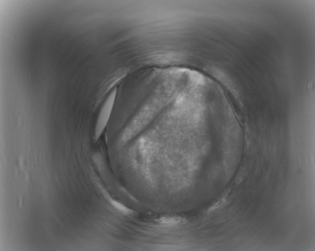 X0000066950105200604142059