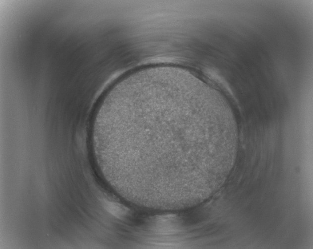 X0000066950108200604142059