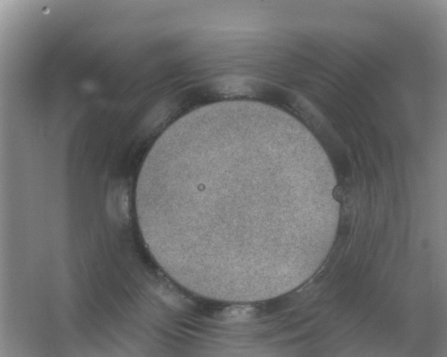 X0000066950124200604142059