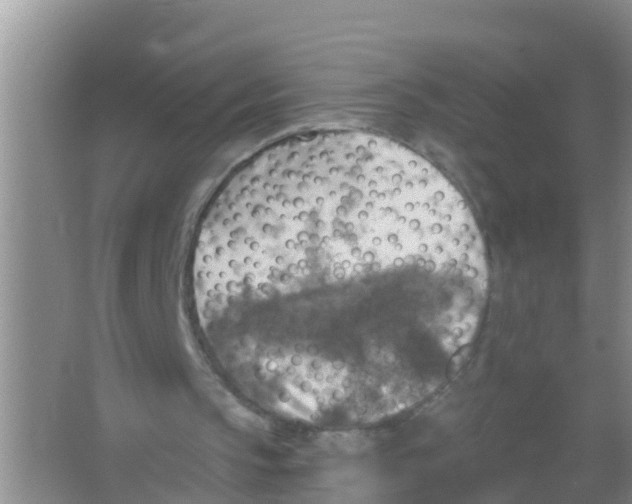 X0000066950145200604142058