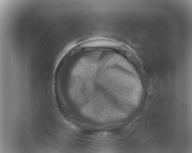 X0000066950152200604142058