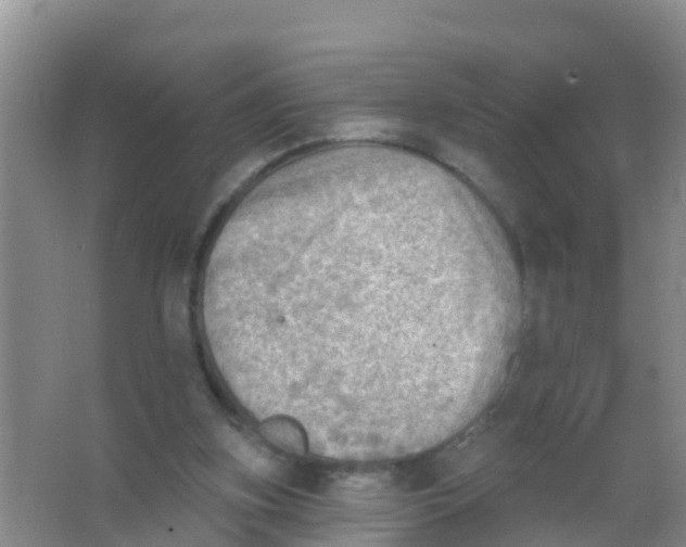 X0000066950155200604142058