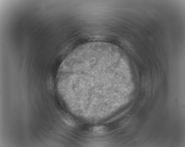 X0000066950173200604142058