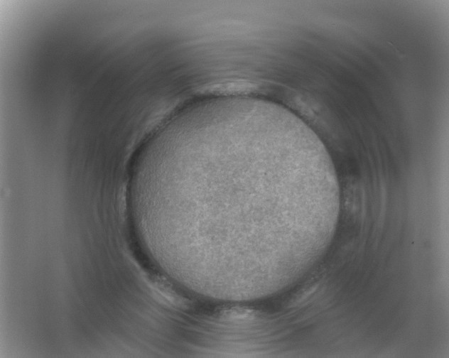 X0000066950206200604142058