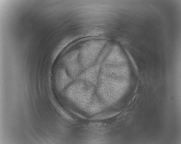 X0000066950242200604142056