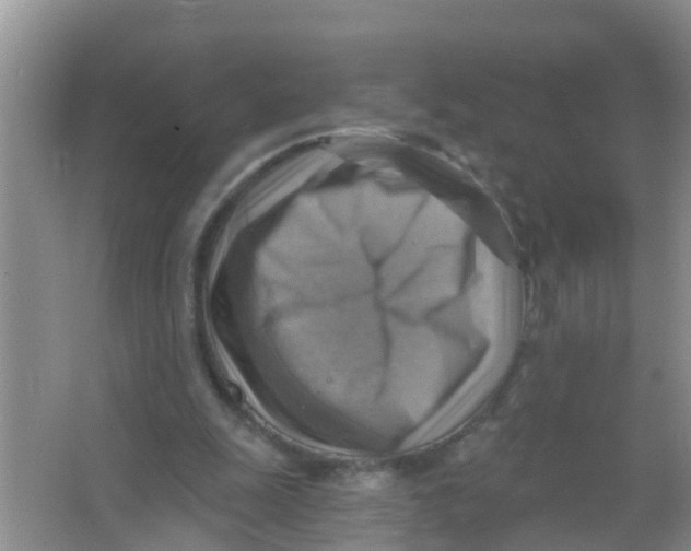 X0000066950247200604142056