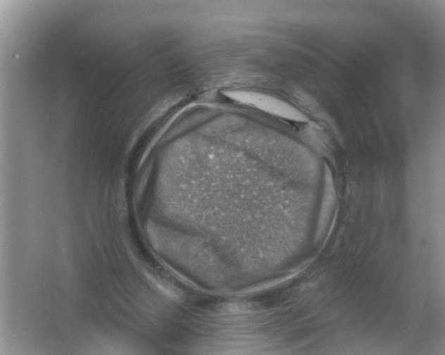 X0000066950250200604142057