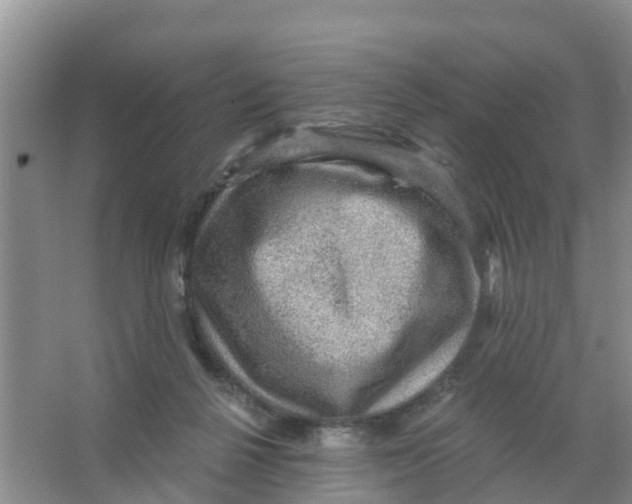 X0000066950264200604142057