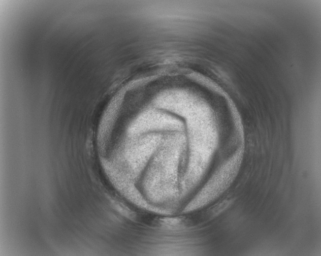 X0000066950265200604142057