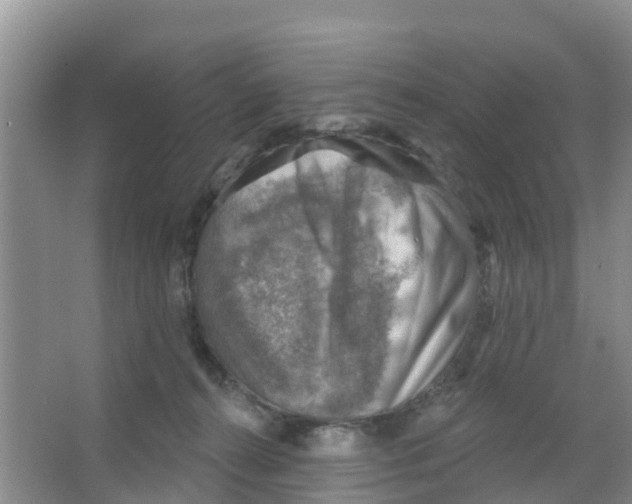 X0000066950272200604142057