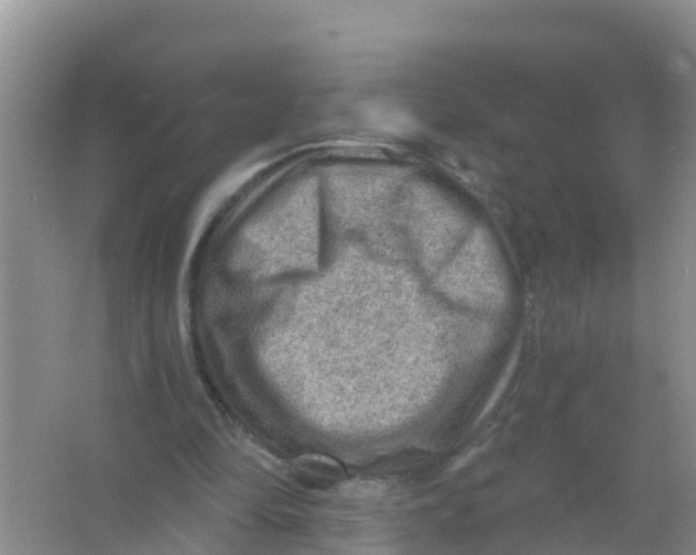 X0000066950294200604142056