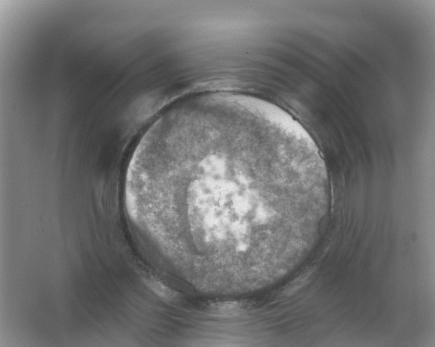 X0000066950301200604142056