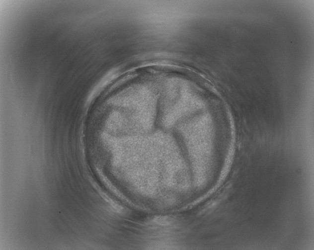 X0000066950341200604142055