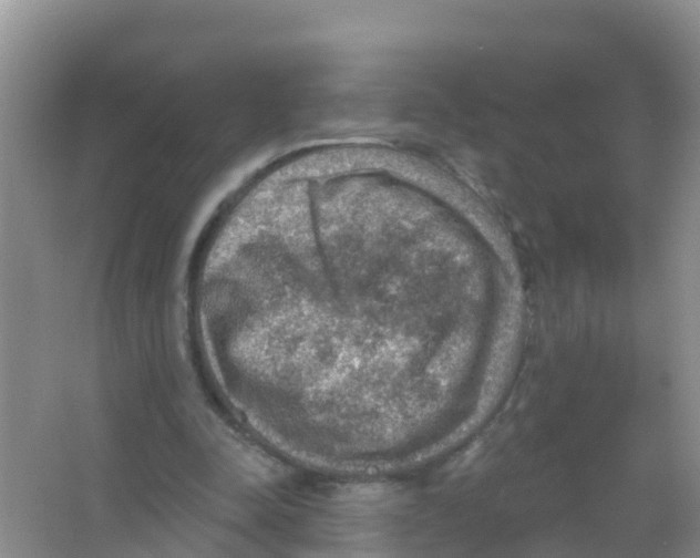 X0000066950342200604142055