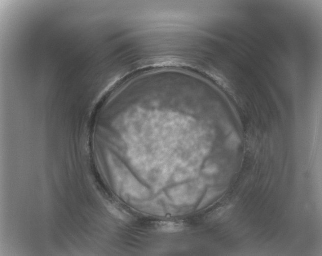 X0000066950347200604142055