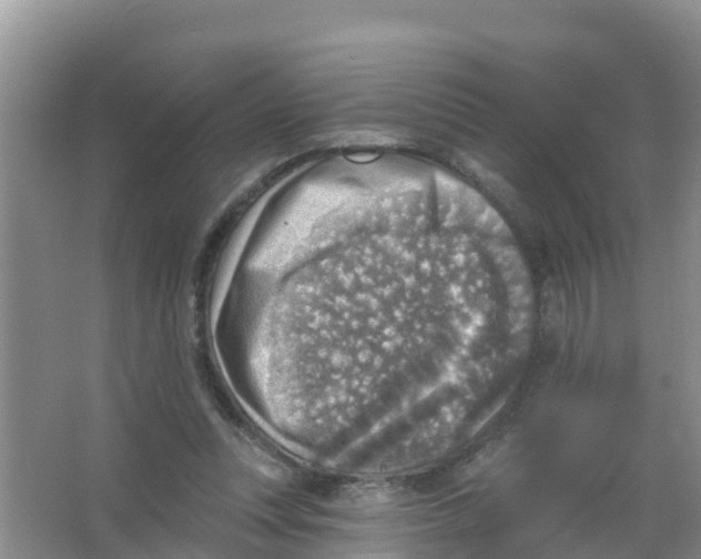 X0000066950351200604142055