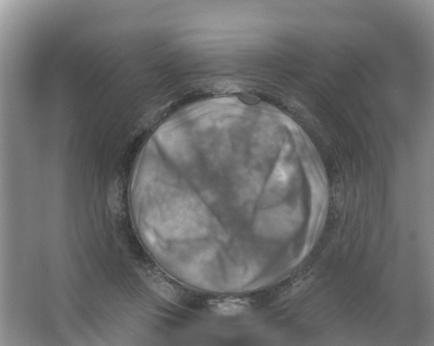 X0000066950359200604142055