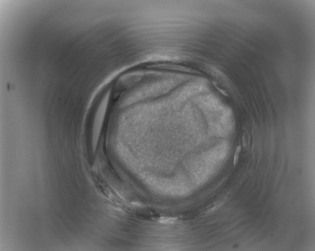 X0000066950388200604142055