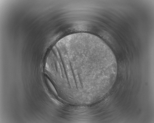 X0000066950398200604142055