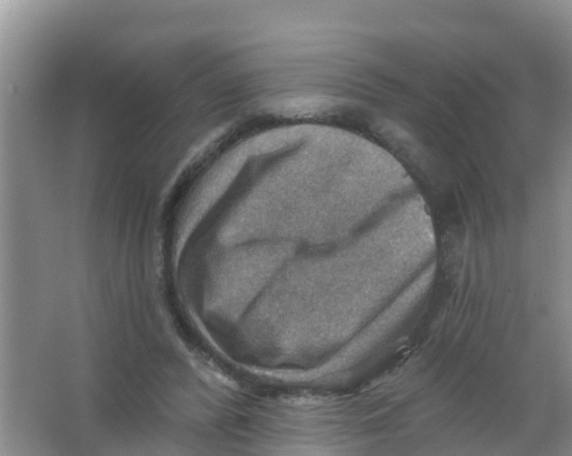 X0000066950400200604142055