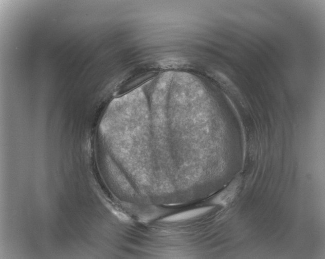 X0000066950405200604142054