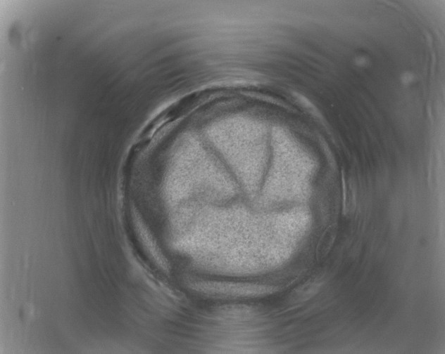 X0000066950435200604142053