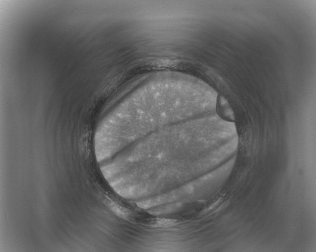 X0000066950462200604142054