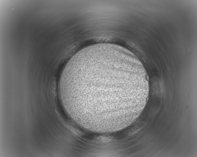 X0000066950498200604142053