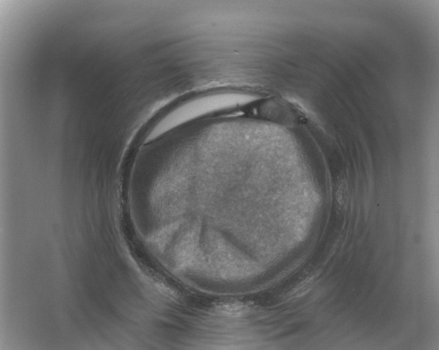 X0000066950540200604142052