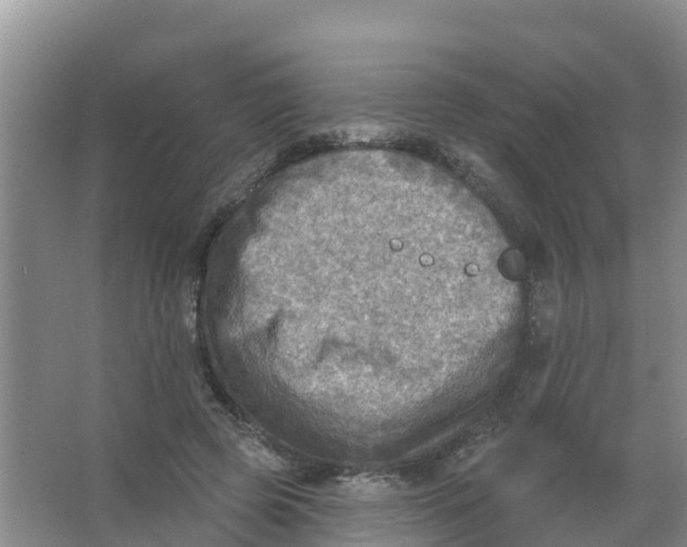 X0000066950545200604142052