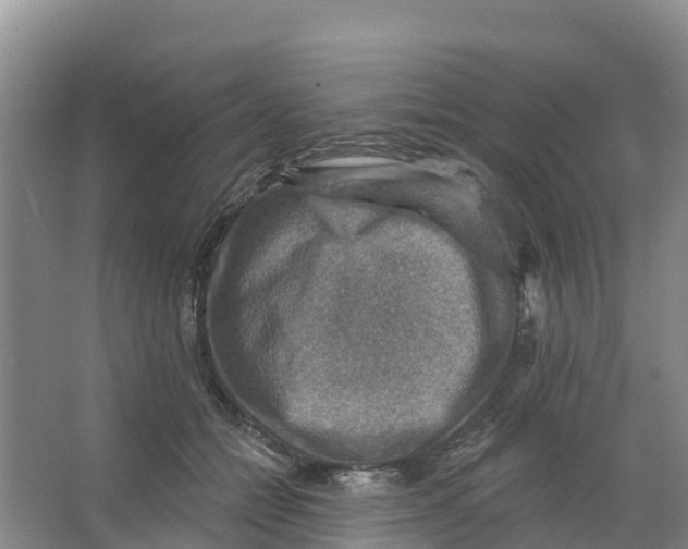 X0000066950558200604142052