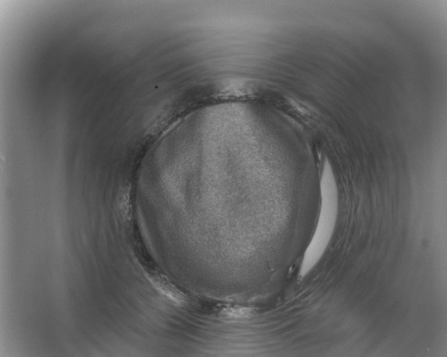 X0000066950560200604142052