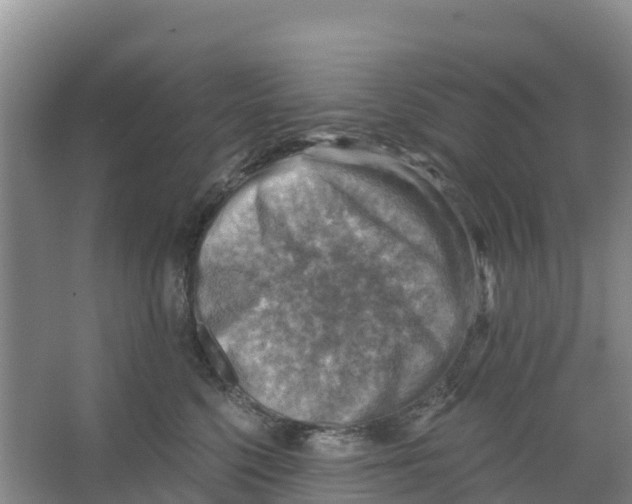 X0000066950568200604142052