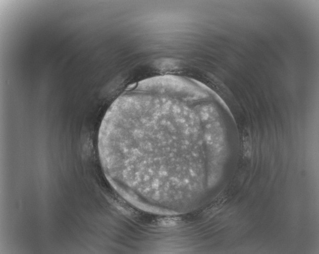 X0000066950618200604142051