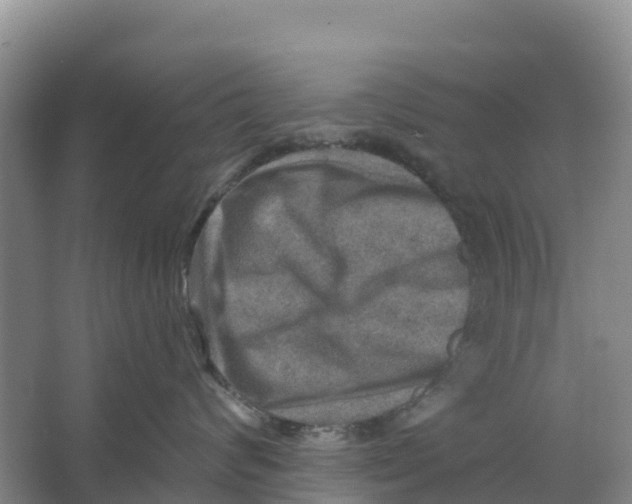 X0000066950624200604142051