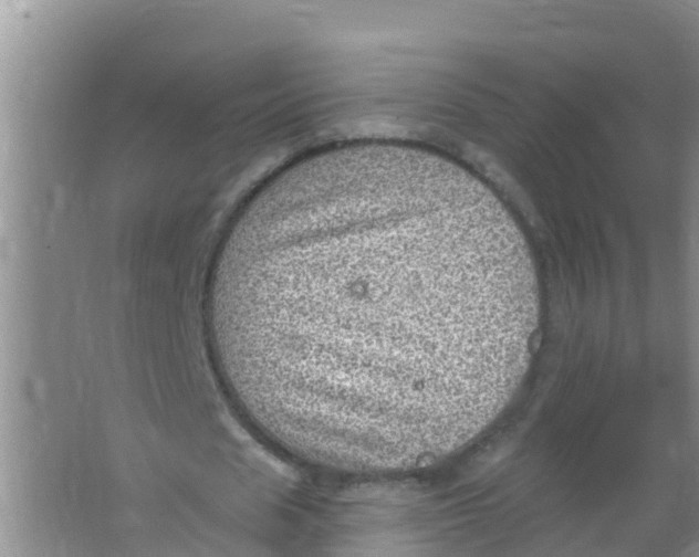 X0000066950625200604142050