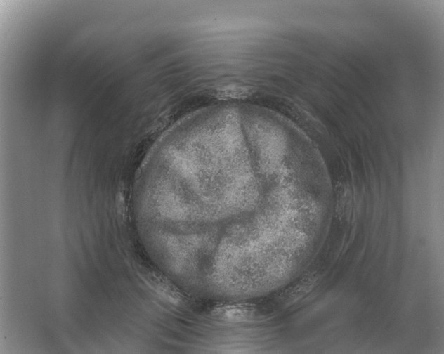 X0000066950655200604142050