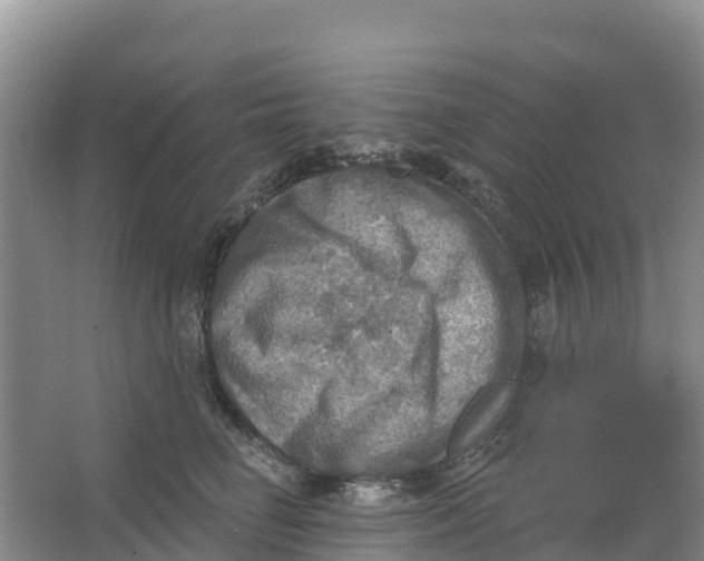 X0000066950662200604142051