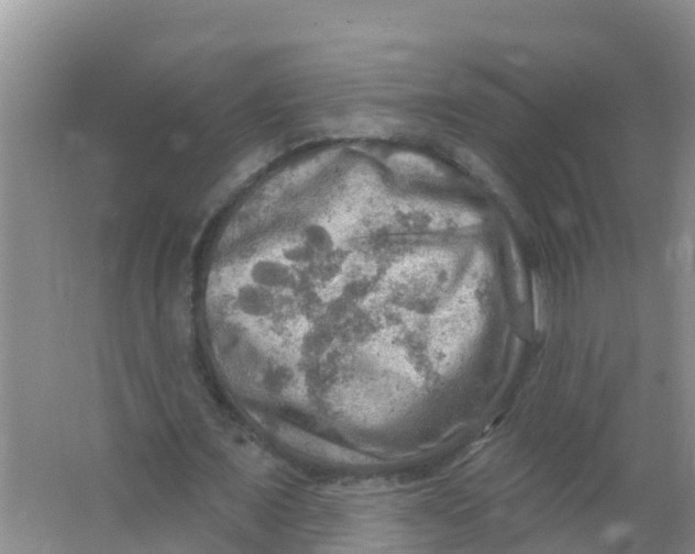 X0000066950675200604142050