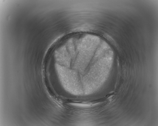 X0000066950680200604142050