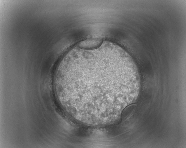 X0000066950683200604142050