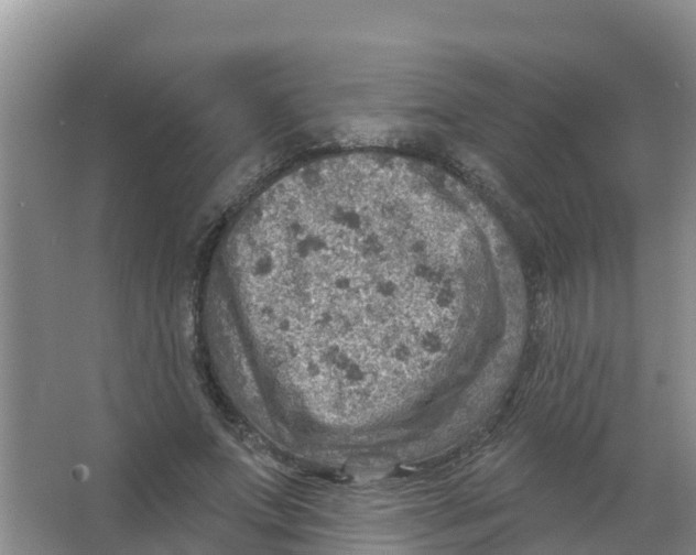 X0000066950687200604142050