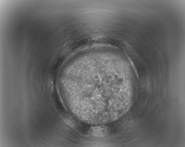 X0000066950703200604142049