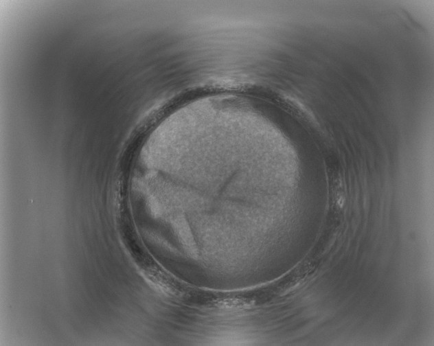 X0000066950736200604142049