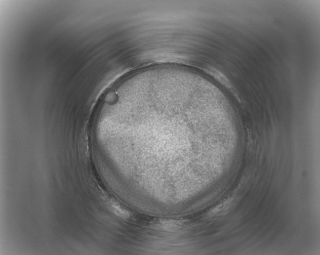 X0000066950782200604142048