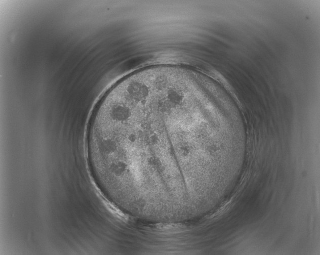 X0000066950795200604142048