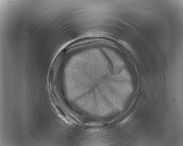 X0000066950846200604142047