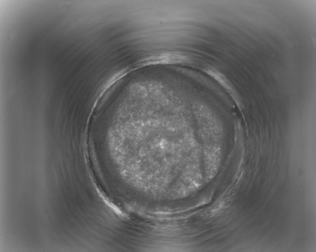 X0000066950850200604142047