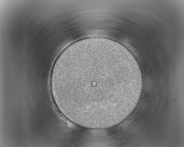 X0000066950856200604142047